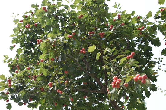 春華秋實(shí)之果實(shí)篇86