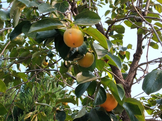 春華秋實(shí)之果實(shí)篇86