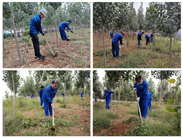 黨員拔草熱情高 美化環(huán)境踐良知——魯中水泥黨支部開展拔草滅荒主題黨日活動(dòng)13