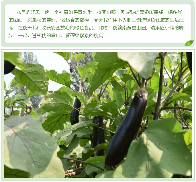 重山影像｜"菜園子"豐富職工"菜籃子"